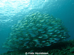 Tulamben shallows by Frida Haraldsson 